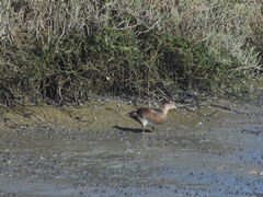 Anas crecca carolinensis