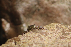 Pachygrapsus crassipes