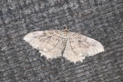 Rheumaptera meadii