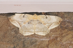 Chorodna metaphaearia