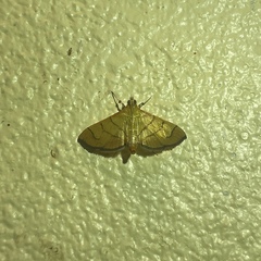 Orphanostigma haemorrhoidalis
