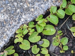 Evolvulus nummularius