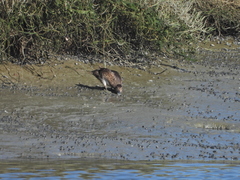 Anas crecca carolinensis