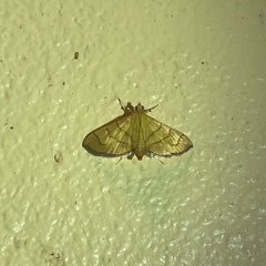 Orphanostigma haemorrhoidalis