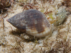 Nassarius gaudiosus