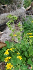 Thalictrum occidentale