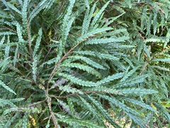 Comptonia peregrina
