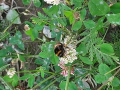 Bombus terrestris