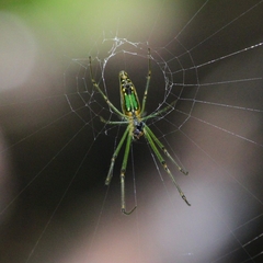 Leucauge decorata