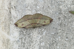 Hypochrosis