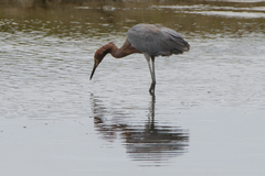 Egretta rufescens