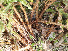 Polystichum proliferum