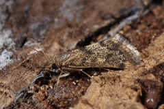 Tegostoma comparalis