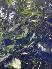 Daphniphyllum oldhami