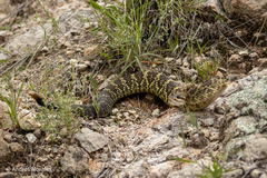 Crotalus molossus nigrescens
