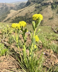 Lasiosiphon kraussianus