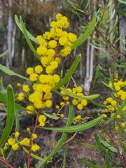 Acacia gladiiformis