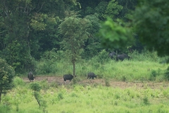 Bos gaurus