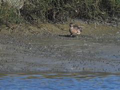 Anas crecca carolinensis