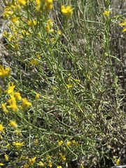 Gutierrezia sarothrae