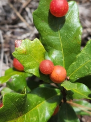 Quercus minima