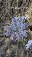 Stephanomeria