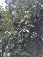 Daphniphyllum oldhami