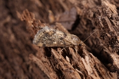 Tegostoma comparalis