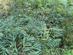 Comptonia peregrina