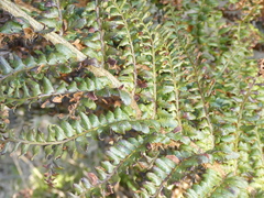 Polystichum proliferum