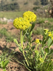 Lasiosiphon kraussianus