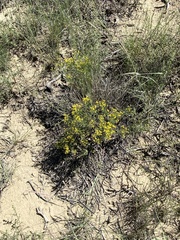 Gutierrezia sarothrae