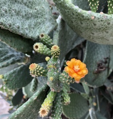 Consolea moniliformis