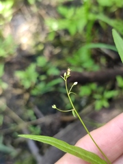 Veronica scutellata