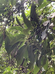 Daphniphyllum oldhami