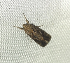 Chrysodeixis includens