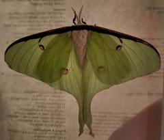 Actias luna