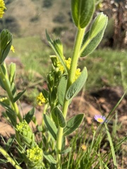 Lasiosiphon kraussianus