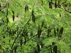 Lysiloma divaricatum