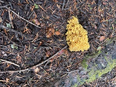 Ramaria rasilispora