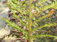 Polystichum proliferum