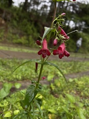 Penstemon roseus