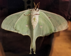Actias luna