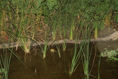 Lithobates catesbeianus