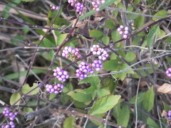 Callicarpa dichotoma
