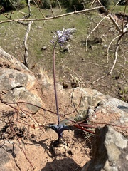Merwilla plumbea