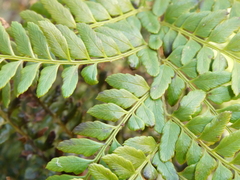 Polystichum proliferum