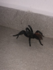 Tliltocatl epicureanus