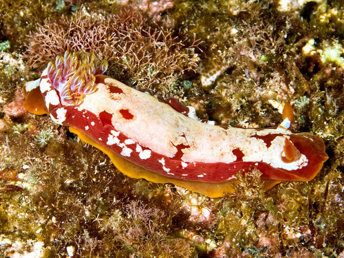 Yellow-margined Spanish Dancer