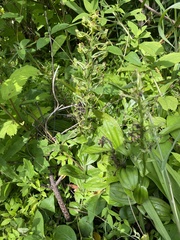 Habenaria novemfida